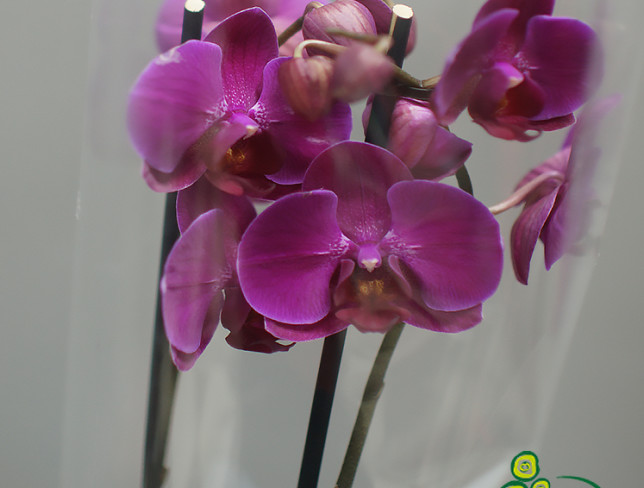 Orhidee violetă mare cu 2 ramuri foto